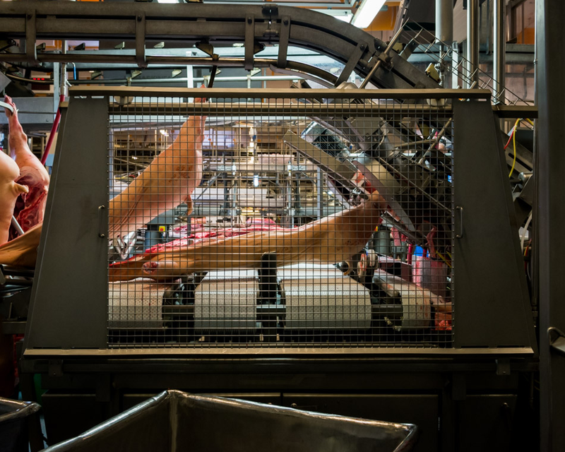Illustration for article titled Take a Visual Tour of the World's Most Modern Slaughterhouse
